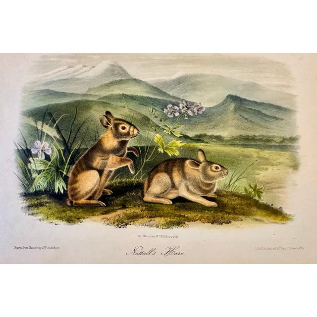 Original first edition octavo lithograph from John James Audubon's Quadrupeds of North America, published in 1842, New...