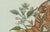 Early 19th Century Bertuch, An Atlas Moth, 1800, Engraving For Sale - Image 5 of 9
