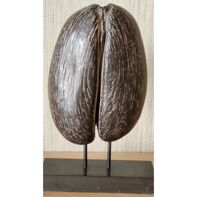 Chocolate A Coco-De-Mer (Lodoicea Maldivica) and Stand 20th Century Exceptional! For Sale - Image 8 of 13