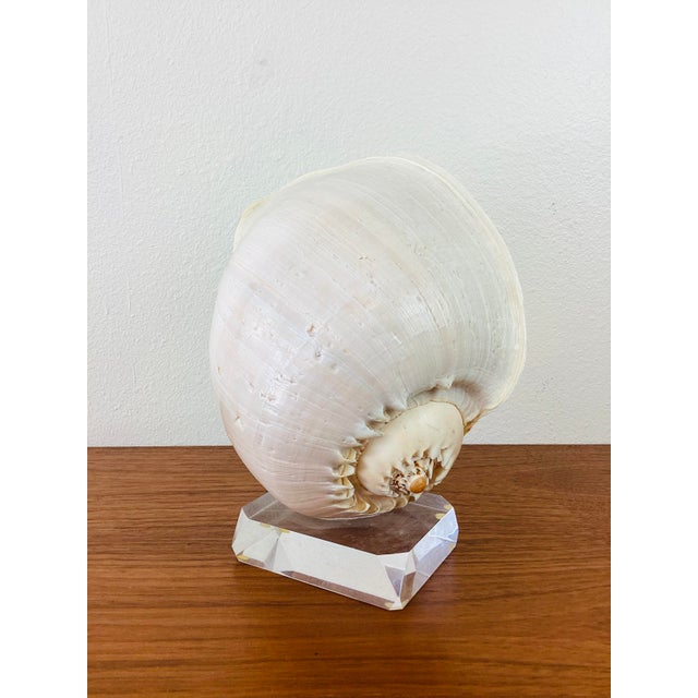 Vintage Large Crowned Baler Sea Snail Shell on Lucite Base For Sale - Image 4 of 7