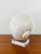 Vintage Large Crowned Baler Sea Snail Shell on Lucite Base For Sale - Image 4 of 7