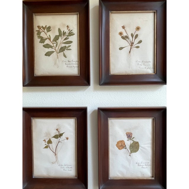 Green Antique Swedish Herbarium - Sweet Mignonette, Circa Late 19th Century For Sale - Image 8 of 8