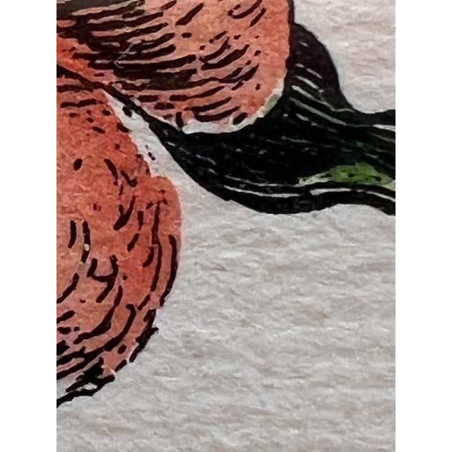 Pair of Italian Hand-Colored Botanical Engravings With Butterflies, Florence Italy For Sale - Image 15 of 18