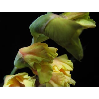 Contemporary Abstract Fine Art Photographic Flower Print For Sale