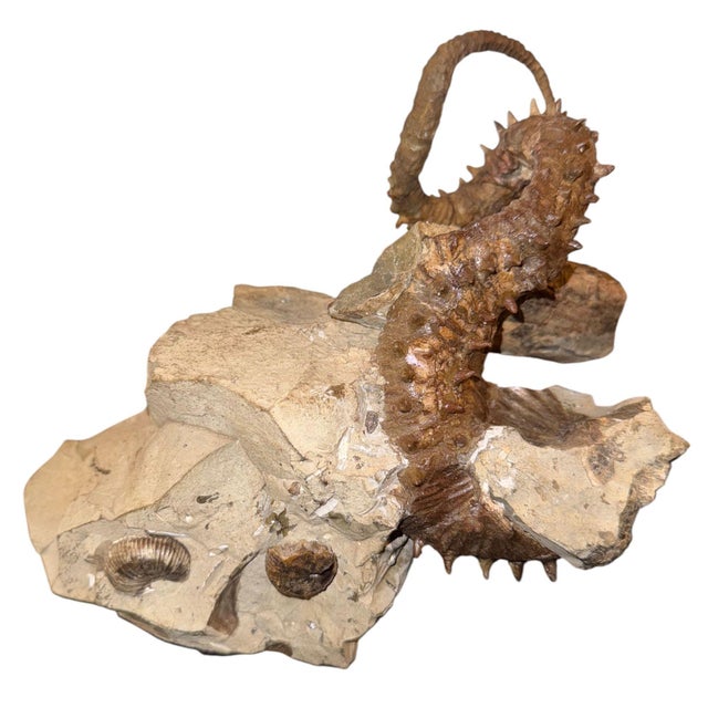 An exceptional and highly sculptural heteromorph ammonite fossil, Didymoceras stevensoni, preserved and mounted upon its...