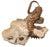 An exceptional and highly sculptural heteromorph ammonite fossil, Didymoceras stevensoni, preserved and mounted upon its...