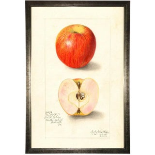 Apple Study in Pewter Shadowbox 13x19 For Sale