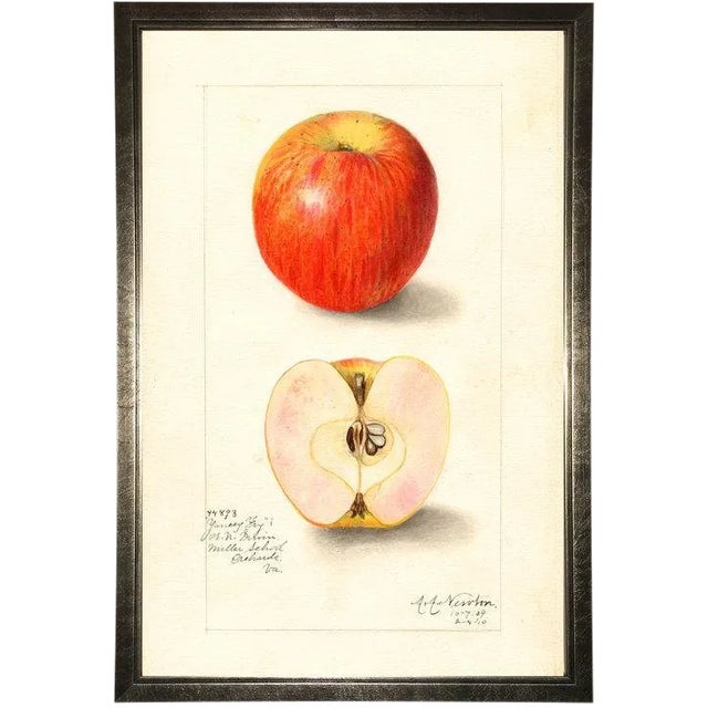 Apple Study in Pewter Shadowbox 13x19 For Sale