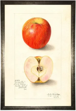 Apple Study in Pewter Shadowbox 13x19