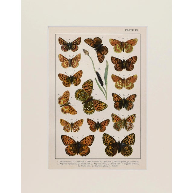 Realism 19th Century English Butterfly Print by Kappel and Kirby C.1895 For Sale - Image 3 of 6