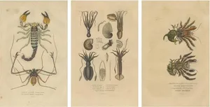 Drapiez, Naturalist Illustrations: Marine Life and Arthropods, 1845, Prints, Set of 3