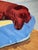 David Hockney, Dog Paintings 38 Salts Mill, 1990s, Poster Print For Sale - Image 8 of 10