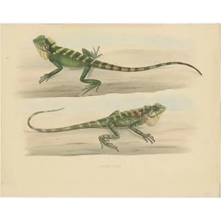 Schlegel, Herpetological Illustration of Green Crested Lizards, 1837, Print For Sale