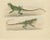 Schlegel, Herpetological Illustration of Green Crested Lizards, 1837, Print For Sale