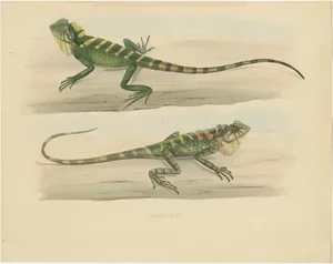 Schlegel, Herpetological Illustration of Green Crested Lizards, 1837, Print