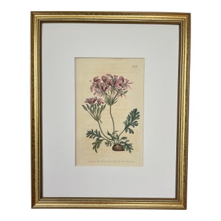 Antique Original Hand Colored Curtis Floral Botanical Etching 1804 For Sale