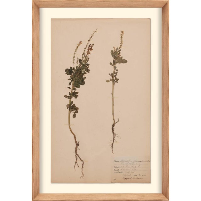 Herbarium, No.6, Framed Artwork For Sale