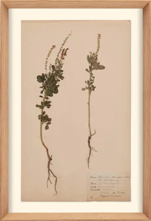 Herbarium, No.6, Framed Artwork