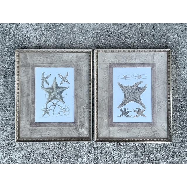 Beige Vintage John Richard Starfish Prints - Set of 2 For Sale - Image 8 of 12