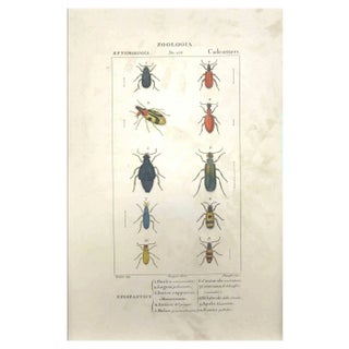 Pierre Jean François Turpin, Coleoptera Zoology Plate 153, Etching, 1831 For Sale