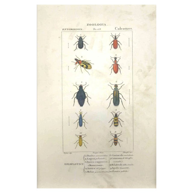 Pierre Jean François Turpin, Coleoptera Zoology Plate 153, Etching, 1831 For Sale
