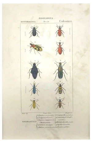 Pierre Jean François Turpin, Coleoptera Zoology Plate 153, Etching, 1831