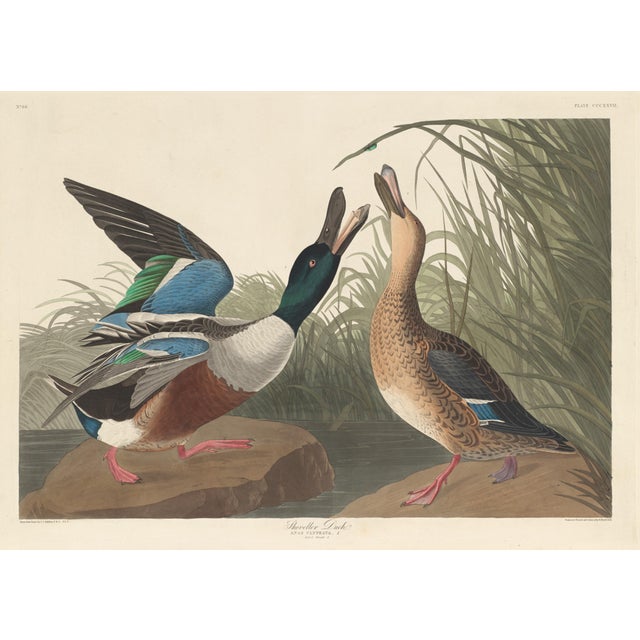 Collection of 4 Vintage 1966 John James Audubon Double-Sided Waterbird Prints For Sale - Image 9 of 9