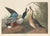 Collection of 4 Vintage 1966 John James Audubon Double-Sided Waterbird Prints For Sale - Image 9 of 9