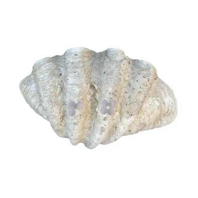 Large Natural South Pacific Tridacna Gigas Giant Clam Shell Specimen For Sale - Image 9 of 10