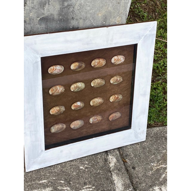 Coastal Vintage Coastal Shadow Box Featuring Multiple Abalone Shells. For Sale - Image 3 of 12