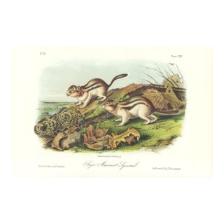 1854 Audubon Quadruped Octavo Lithograph "Plate 114 Shay's Marmot Squirrel" For Sale