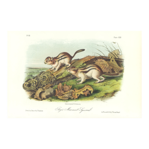 1854 Audubon Quadruped Octavo Lithograph "Plate 114 Shay's Marmot Squirrel"