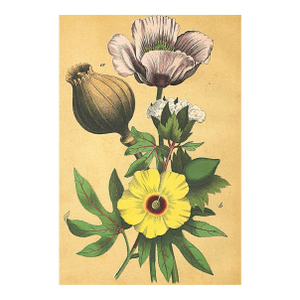 1860's French Antique Botanical Chromolithograph-Poppy, Cotton Flower, Documentation, Matted