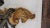 Wood Baroque Carved Wood Pair Maitland Smith Monkey Shelfs With a Banana For Sale - Image 7 of 9