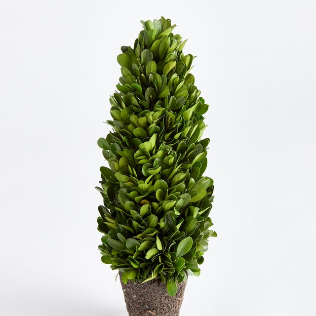 Introducing a novel idea, real English boxwoods with their own standard root ball, ready to drop in to your favorite...