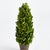 Introducing a novel idea, real English boxwoods with their own standard root ball, ready to drop in to your favorite...