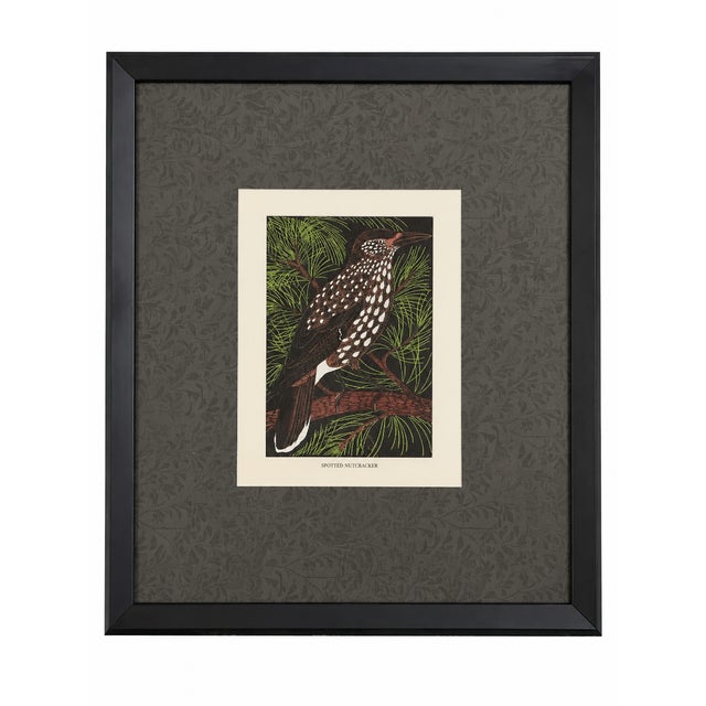 Illustration Set of Three Framed Eric Daglish Bird Lithographs From Birds of the British Isles — Jay, Nutcracker & Bullfinch c.1950 For Sale - Image 3 of 5