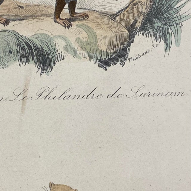 Paper French Antique 18th Century "Le Cayopollin" Animal Engraving Hand Colored Signed Artwork For Sale - Image 7 of 11