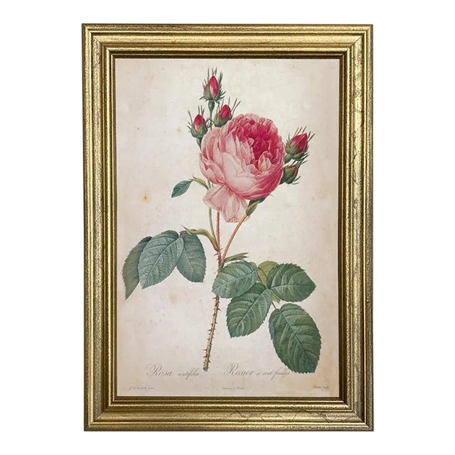 Cabbage Rose Rosa Centifolia Vintage Color Illustration Reproduction Print Behind Glass in Gold Frame For Sale
