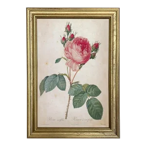 Cabbage Rose Rosa Centifolia Vintage Color Illustration Reproduction Print Behind Glass in Gold Frame