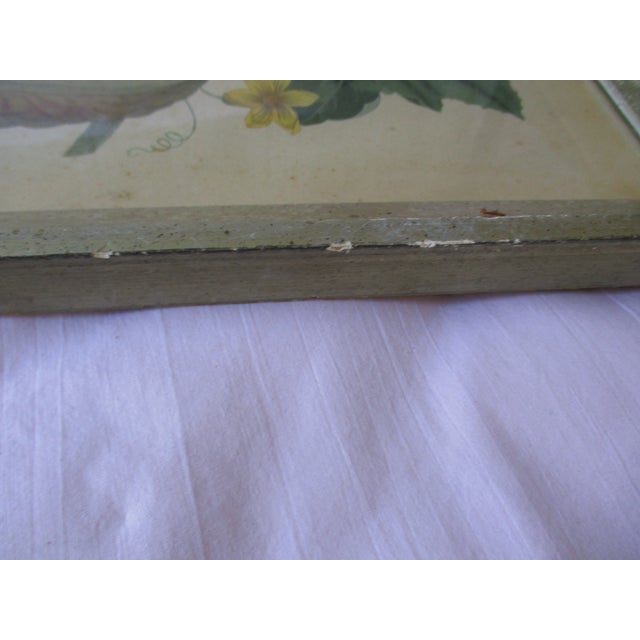 Early 19th Century George Brookshaw (1751-1823) Melon Prints Reproduction - Set of 4 Framed For Sale - Image 13 of 17