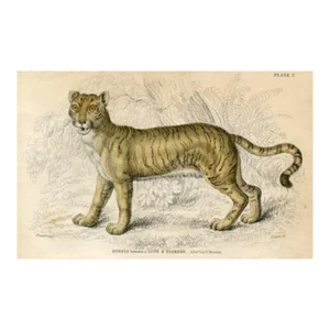 1845, Lion and Tigress Print, Original Antique Cat Print, Engraving, England, Rare