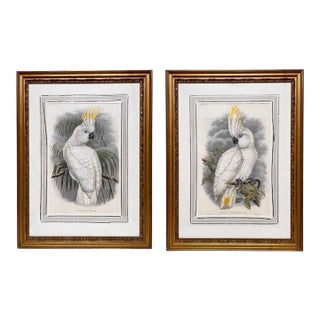 Framed Gilt Pair of Cacatua Tritons, Aka Triton Cockatoos [Pl. 44 & 45] Lithos From "The Birds of New Guinea..." by John Gould 1886 For Sale