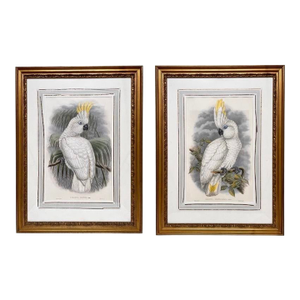 Framed Gilt Pair of Cacatua Tritons, Aka Triton Cockatoos [Pl. 44 & 45] Lithos From "The Birds of New Guinea..." by John Gould 1886