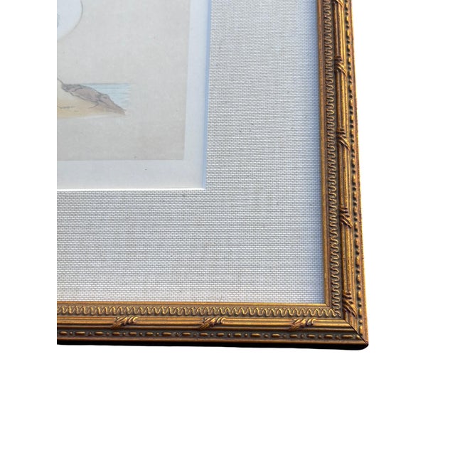 Antique Lydon Morris Hand Colored Seabird Ornithological Prints Framed Set of 3 Circa 1880 For Sale In Los Angeles - Image 6 of 12