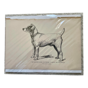 1950s Vintage Print of Fox-Terrier