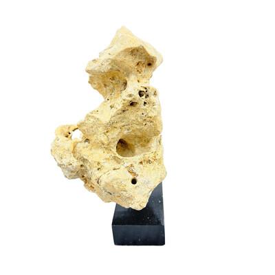 Natural coral stone from Indonesia with a sandy hue, displayed on a handcrafted teak stand. Its organic texture and warm...