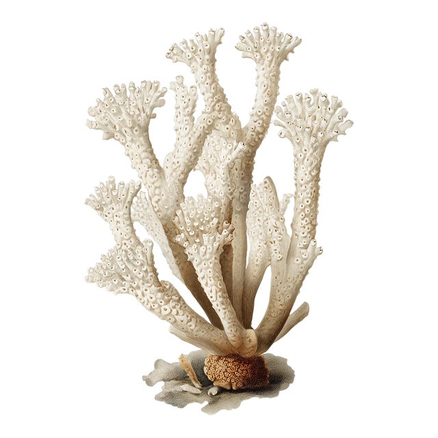 Elegant and timeless, this White Coral Botanical Fine Art Print celebrates the intricate beauty of marine life through the...