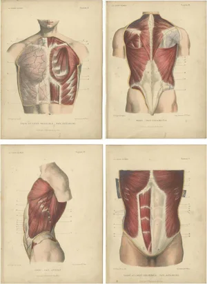 Kuhff, Human Torso, 1879, Print, Set of 4