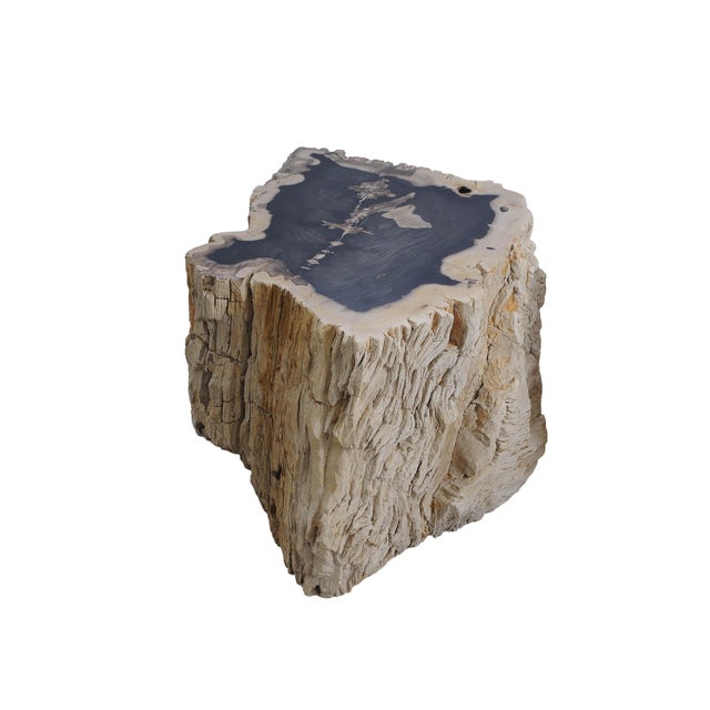 Contemporary Big Petrified Wood Side Table by Xyleia Petrified Wood For Sale - Image 3 of 8